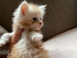 5 chatons Maine Coon à réserver