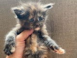 5 chatons Maine Coon à réserver