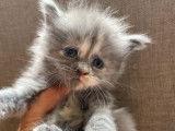 5 chatons Maine Coon à réserver