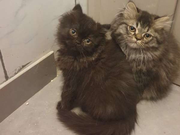 4 chatons Persan mâles et femelle disponibles de suite