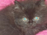 4 chatons Persan mâles et femelle disponibles de suite