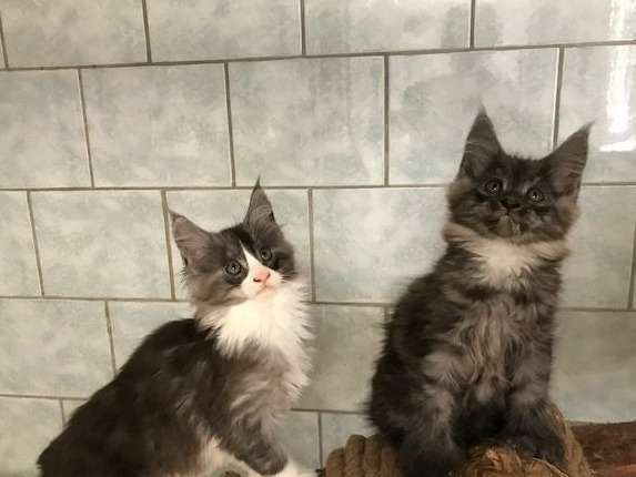 2 chatons Maine Coon femelles disponibles pour réservation