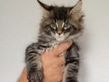 3 bébés Maine coon de plus de 8 semaines en vente