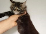 3 bébés Maine coon de plus de 8 semaines en vente
