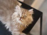 Chatons British Longhair