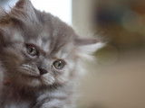 Chatons British Longhair
