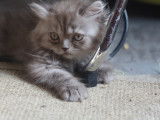 Chatons British Longhair