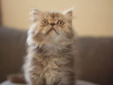 Chatons British Longhair