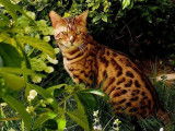 De race Bengal disponible pour saillie