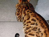 De race Bengal disponible pour saillie