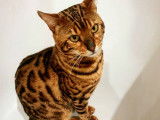 De race Bengal disponible pour saillie