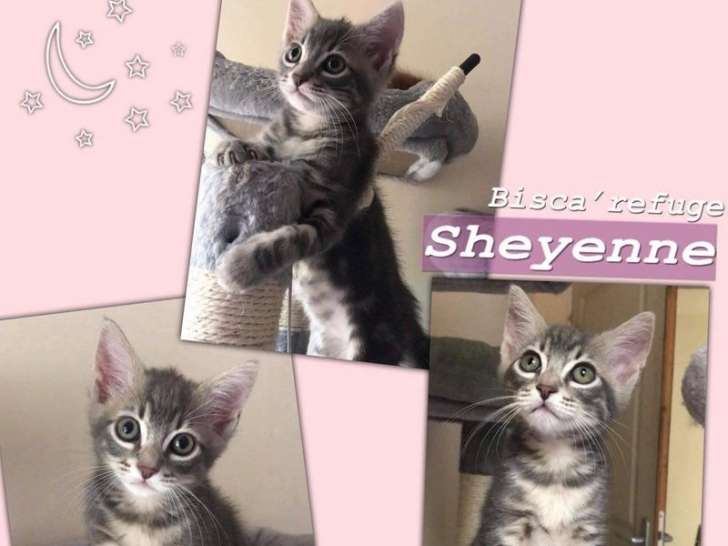 A adopter : Sheyenne, chaton femelle tigrée âgée de 2 mois