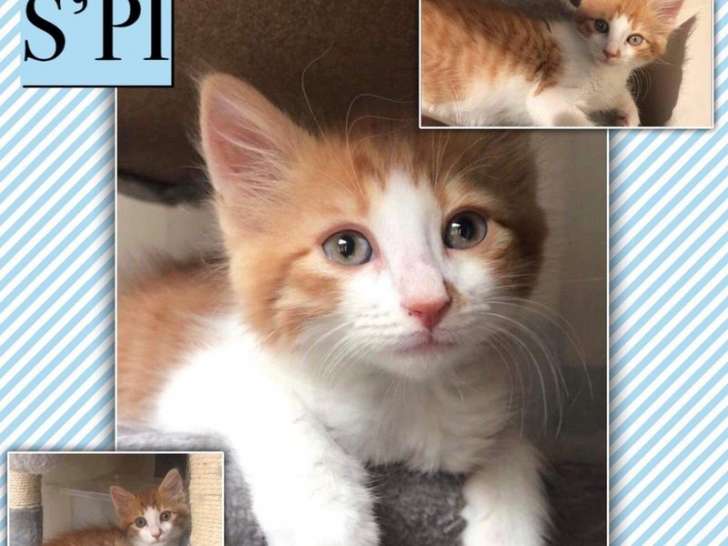 A adopter : S'pi, chaton roux et blanc âgé de 2 mois