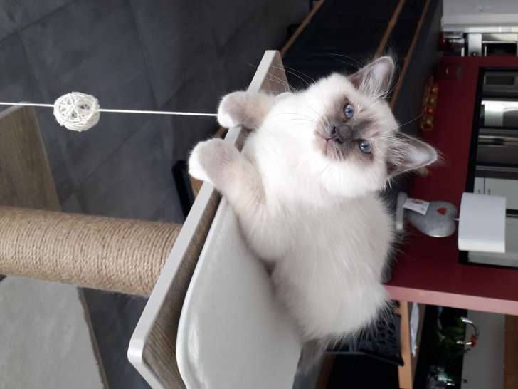Très beau chaton Sacré de Birmanie blue point à vendre