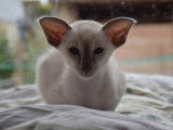 Chatons Siamois LOOF à vendre