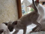 Sibelle