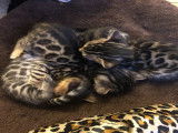 Femelle Bengal Brown Rosetted Tabby disponible
