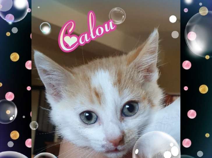 Chaton Roux Et Blanc A Placer Petite Annonce Chat