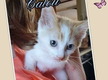 Chaton Roux Et Blanc A Placer Petite Annonce Chat Chaton Roux Et Blanc A Placer Petite Annonce Chat