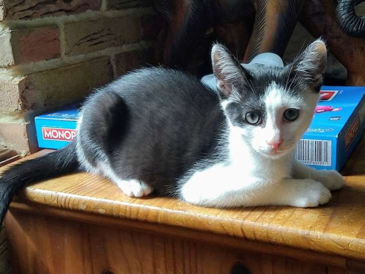 Chaton Noir Et Blanc Croise Siamois A Placer Petite Annonce Chat