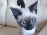 1 chaton Siamois chocolat de plus de 3 mois &agrave; vendre