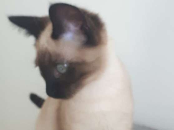 1 Chaton Siamois Chocolat De Plus De 3 Mois A Vendre Petite Annonce Chat 1 Chaton Siamois Chocolat De Plus De 3 Mois A Vendre Petite Annonce Chat