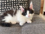1 chaton femelle Maine Coon, moins de 8 semaines de pelage noir et blanc à réserver