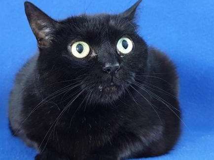 Chat femelle de pelage noir 3 ans à recueillir