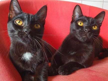 Chatons noirs de 6 mois cherchent famille