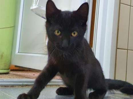 Foyer à trouver pour un chaton noir de 3 mois, mâle
