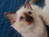 Chaton Sacré de Birmanie de13 semaines, mâle couleur chocolat en vente