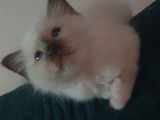 Chaton Sacré de Birmanie de13 semaines, mâle couleur chocolat en vente