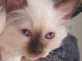 Chaton Sacré de Birmanie de13 semaines, mâle couleur chocolat en vente