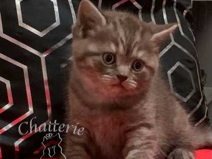3 Chatons Males Au Pelage Chocolat Smoke 1 British Shortair Et 2 British Longhair De 4 Semaines A Reserver Petite Annonce Chat