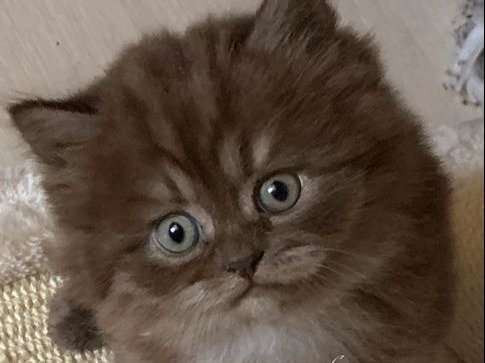 3 Chatons Males Au Pelage Chocolat Smoke 1 British Shortair Et 2 British Longhair De 4 Semaines A Reserver Petite Annonce Chat