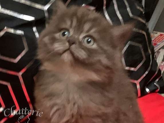 3 Chatons Males Au Pelage Chocolat Smoke 1 British Shortair Et 2 British Longhair De 4 Semaines A Reserver Petite Annonce Chat