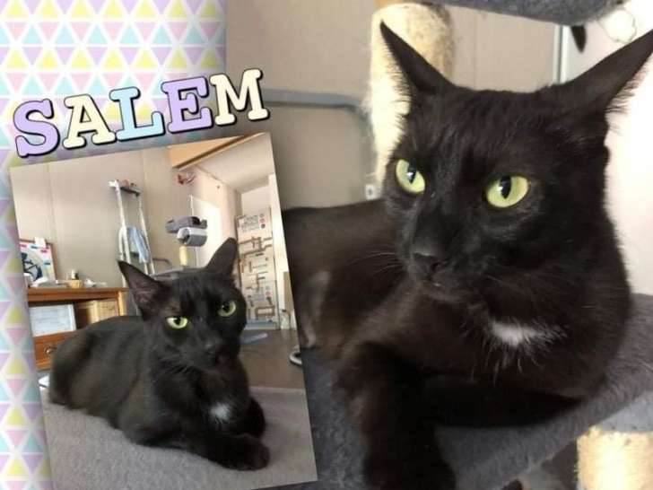 A adopter : Salem, chatte noire disponible de suite