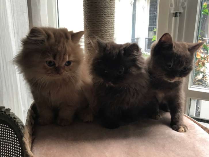 3 chatons British short et longhair à vendre