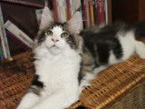Chatons Maine Coon à vendre