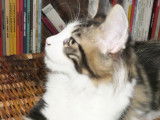 Chatons Maine Coon à vendre