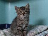 Chaton tigré gris à placer