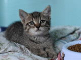 Chaton tigré gris à placer