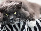 Maine Coon black colourpoint, mâle 9 ans à donner