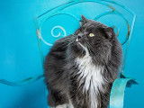 Maine Coon black colourpoint, mâle 9 ans à donner