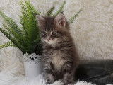2 chatons Maine Coon, femelles blue silver, 10 semaines à réserver