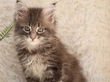 2 chatons Maine Coon, femelles blue silver, 10 semaines à réserver