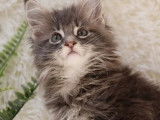 2 chatons Maine Coon, femelles blue silver, 10 semaines à réserver