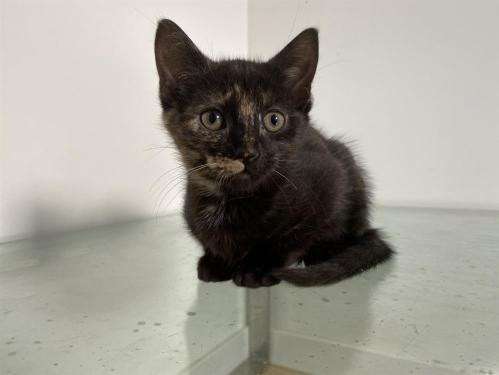 Adoption possible pour chaton de 14 semaines, femelle noire