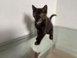 Adoption attendue pour chaton femelle de 3 mois, noire tachetée