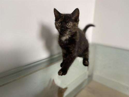 Adoption attendue pour chaton femelle de 3 mois, noire tachetée